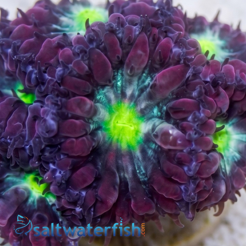 Blasto Wellsi : Neon Green Center - Australia