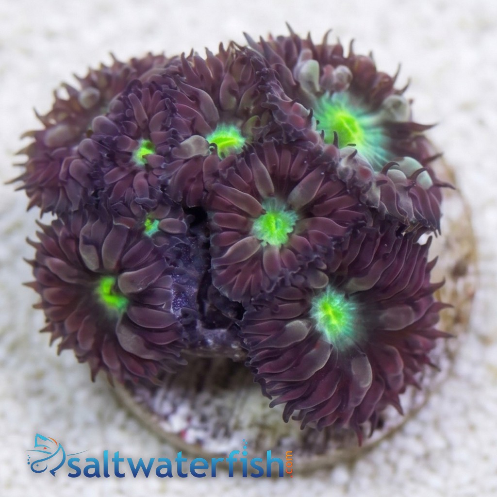 Blasto Wellsi : Neon Green Center - Australia