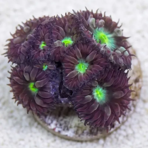 Blasto Wellsi : Neon Green Center - Australia
