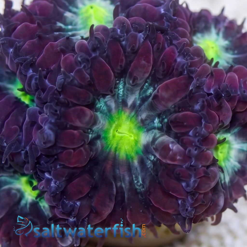 Blasto Wellsi : Neon Green Center - Australia