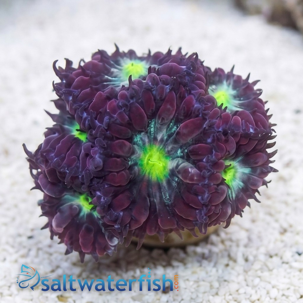 Blasto Wellsi : Neon Green Center - Australia