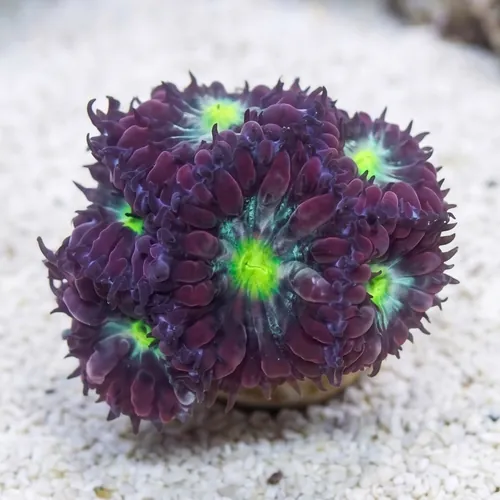 Blasto Wellsi : Neon Green Center - Australia