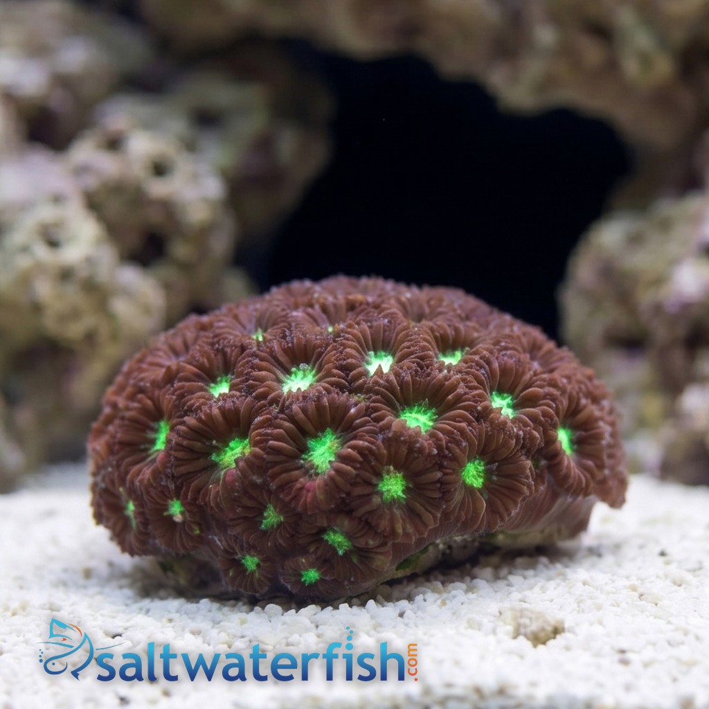 Blasto Merleti : Red / Green - Australia