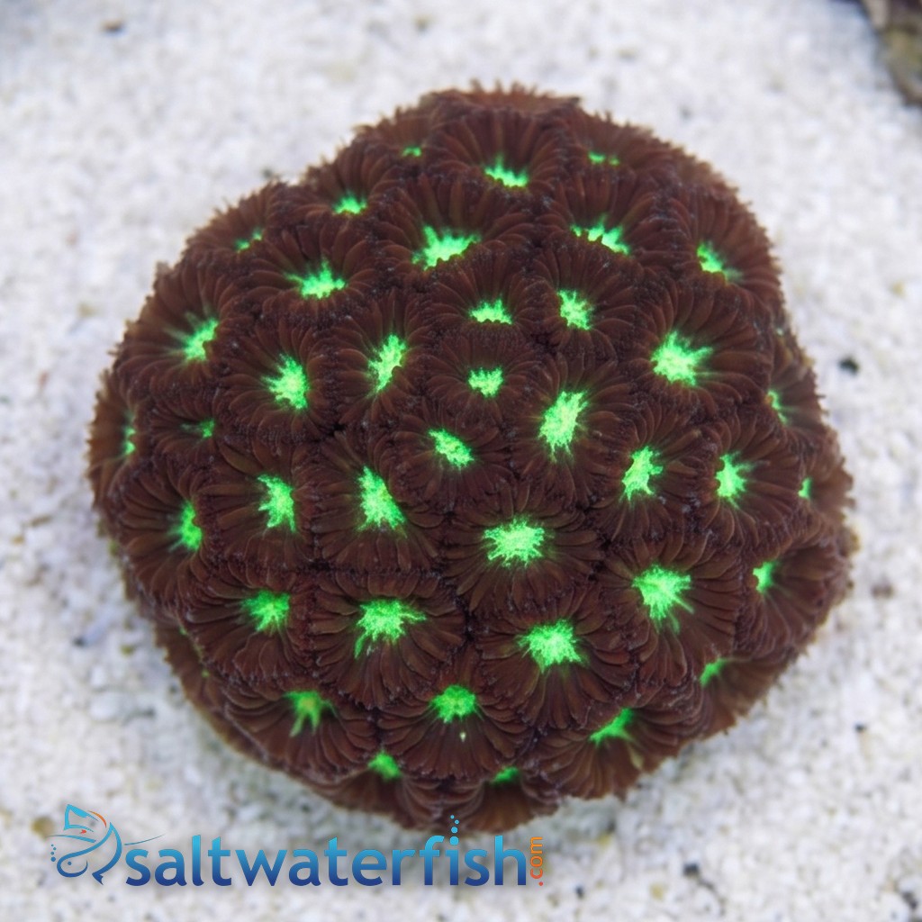 Blasto Merleti : Red / Green - Australia