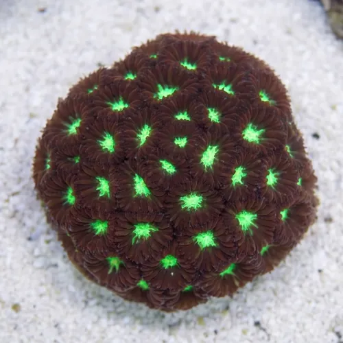 Blasto Merleti : Red / Green - Australia
