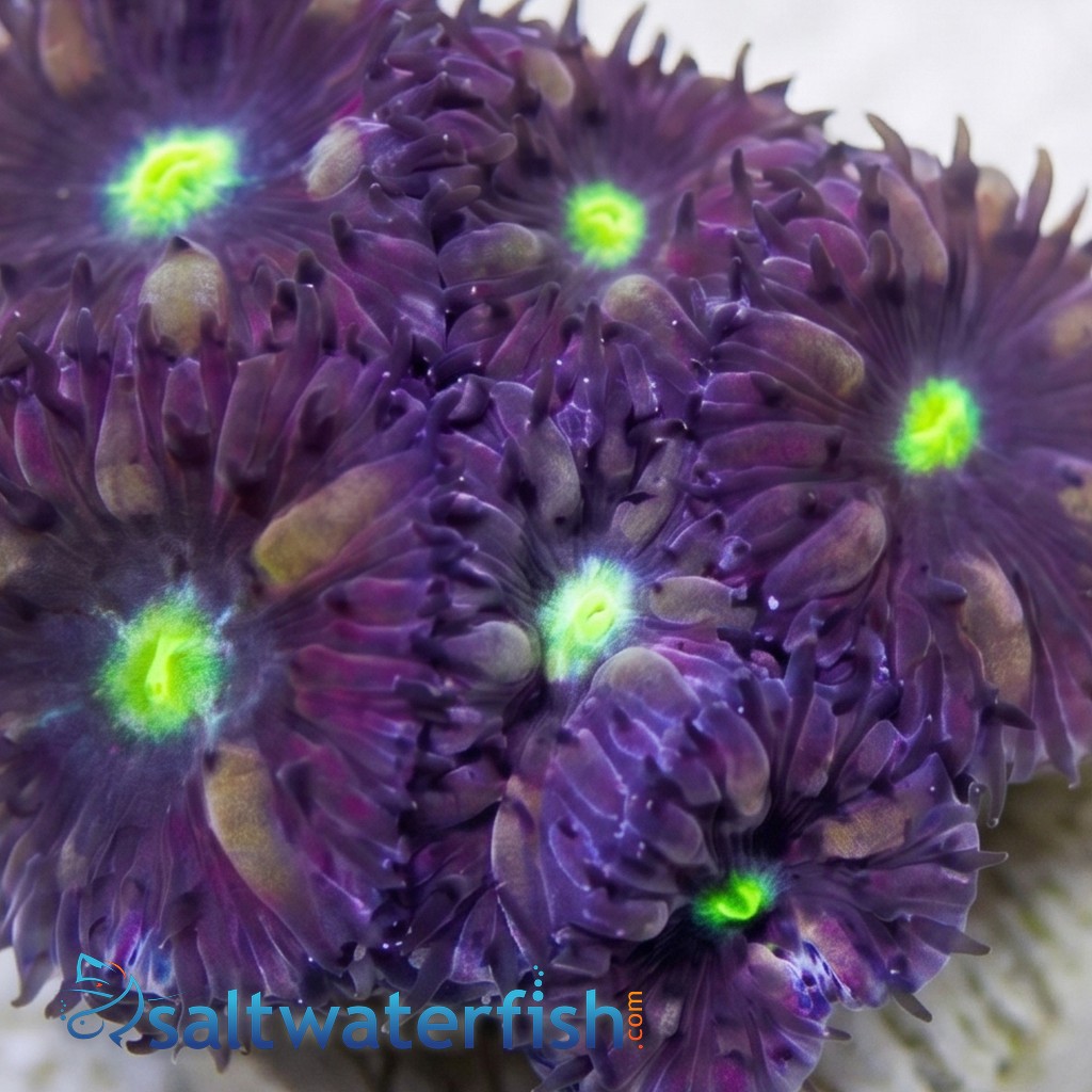 Blasto Merleti - Aquacultured