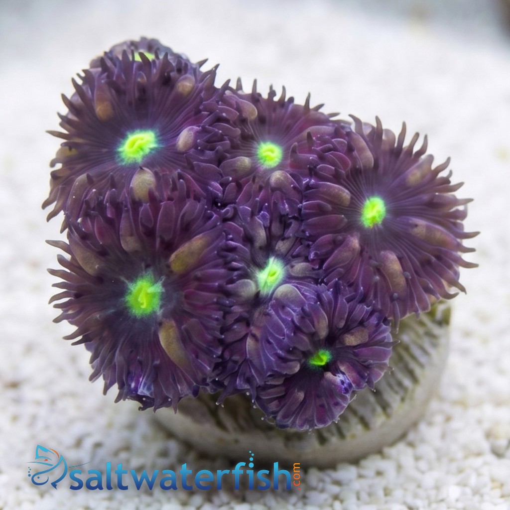 Blasto Merleti - Aquacultured