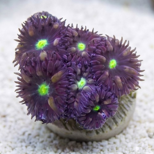 Blasto Merleti - Aquacultured