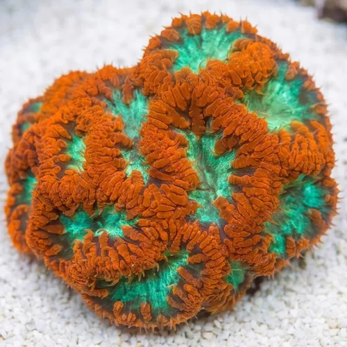 Blasto Coral