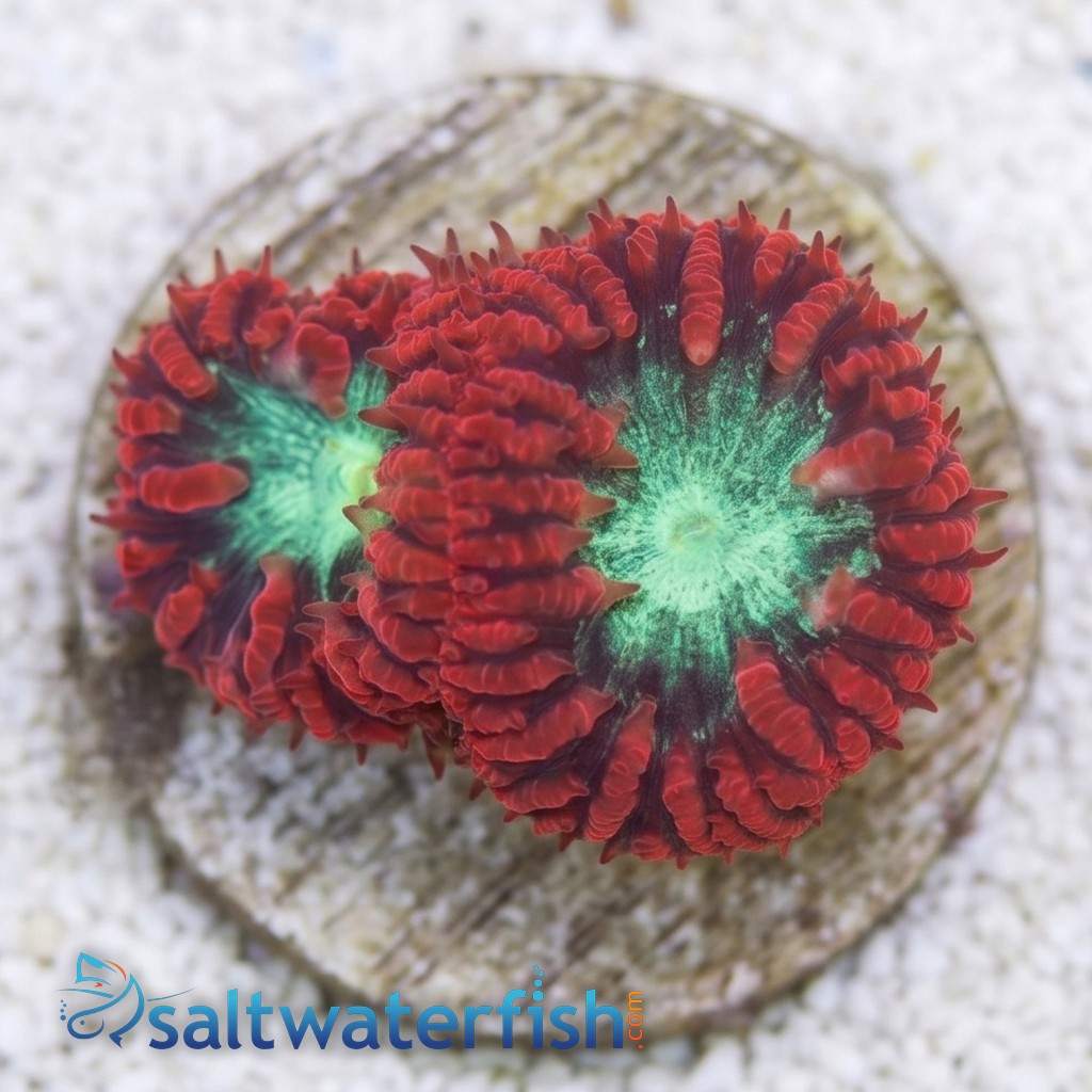 Blasto Coral Frag