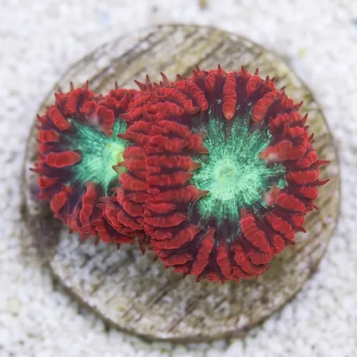 Blasto Coral Frag