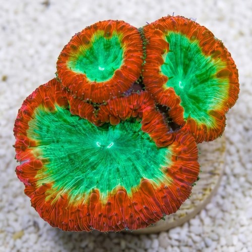 Blasto Wellsi : Red / Green - Australia