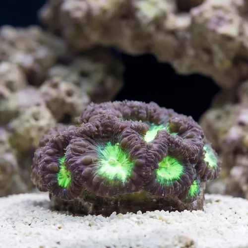 Blasto Wellsi : Green