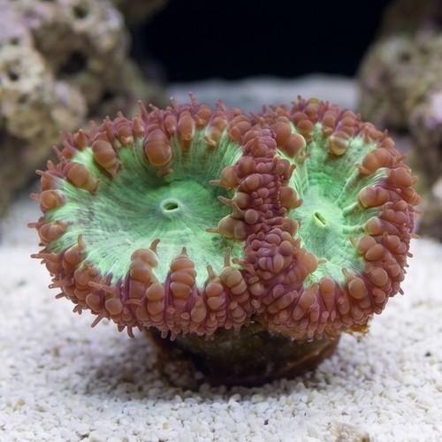 Blasto Wellsi : Green - Australia