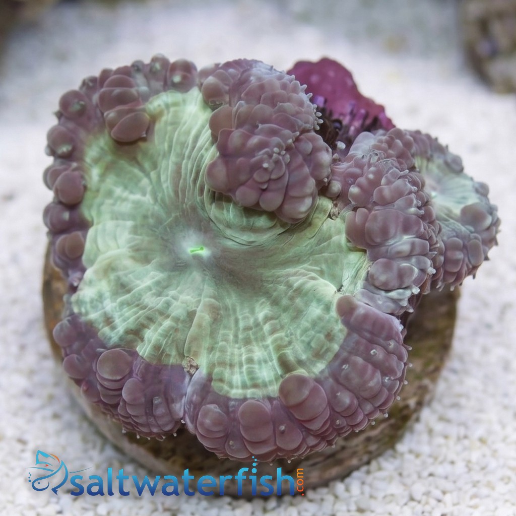 Blasto Wellsi : Green - Australia