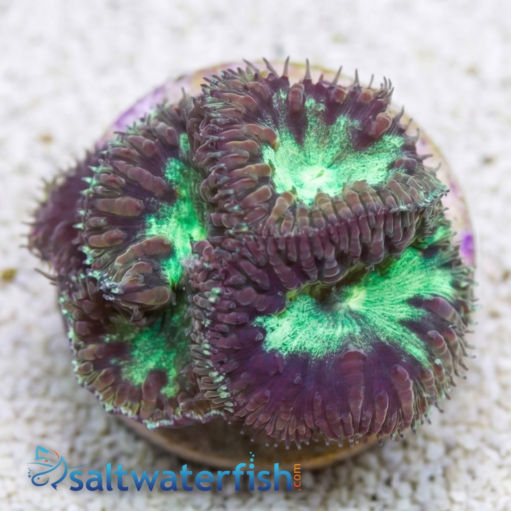 Blasto Wellsi : Green - Australia