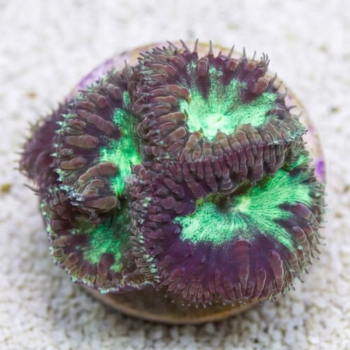 Blasto Wellsi : Green - Australia