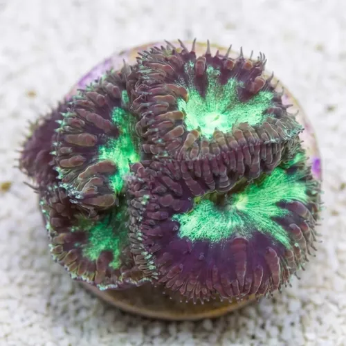 Blasto Wellsi : Green - Australia
