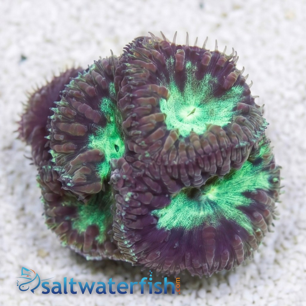 Blasto Wellsi : Green - Australia