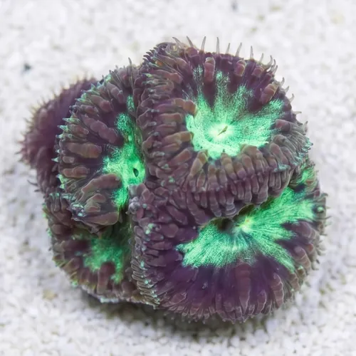Blasto Wellsi : Green - Australia
