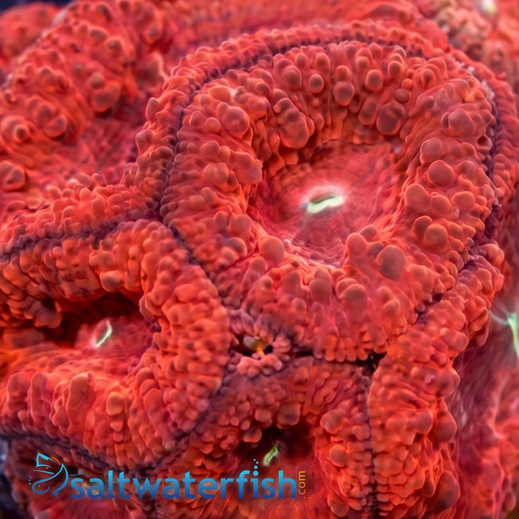 Blasto Wellsi : Red - Aquacultured
