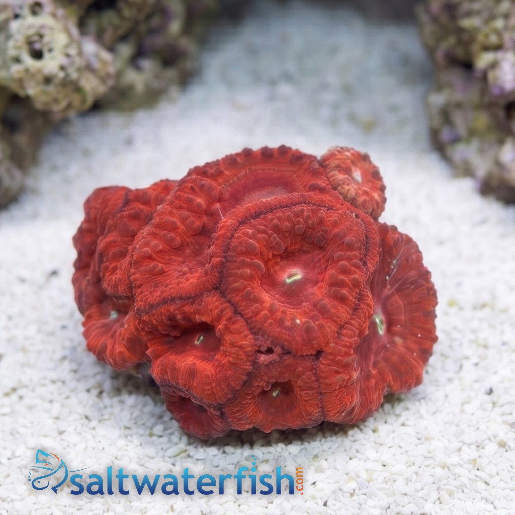 Blasto Wellsi : Red - Aquacultured