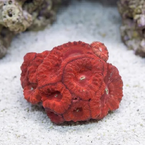 Blasto Wellsi : Red - Aquacultured
