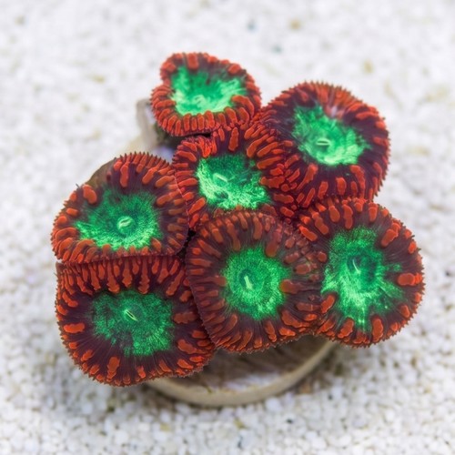 Blasto Wellsi : Red / Green - Aquacultured