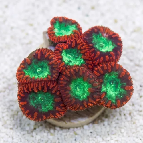 Blasto Wellsi : Red / Green - Aquacultured