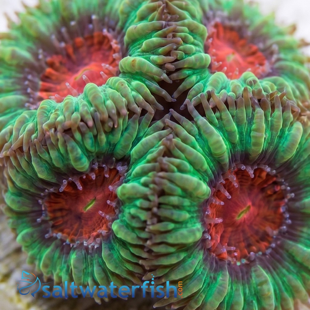 Blasto Wellsi : Psychedelic - Australia