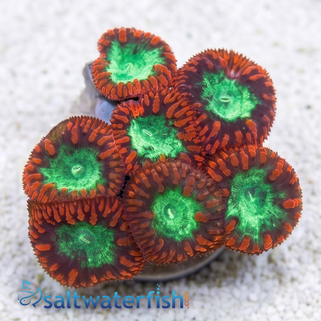 Blasto Wellsi : Red / Green Center - Aquacultured