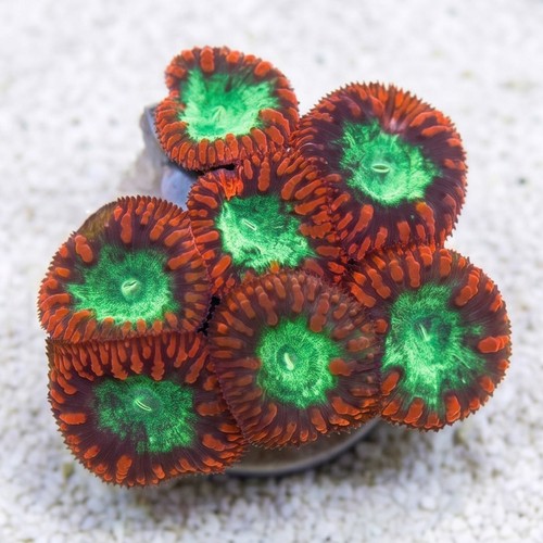 Blasto Wellsi : Red / Green Center - Aquacultured