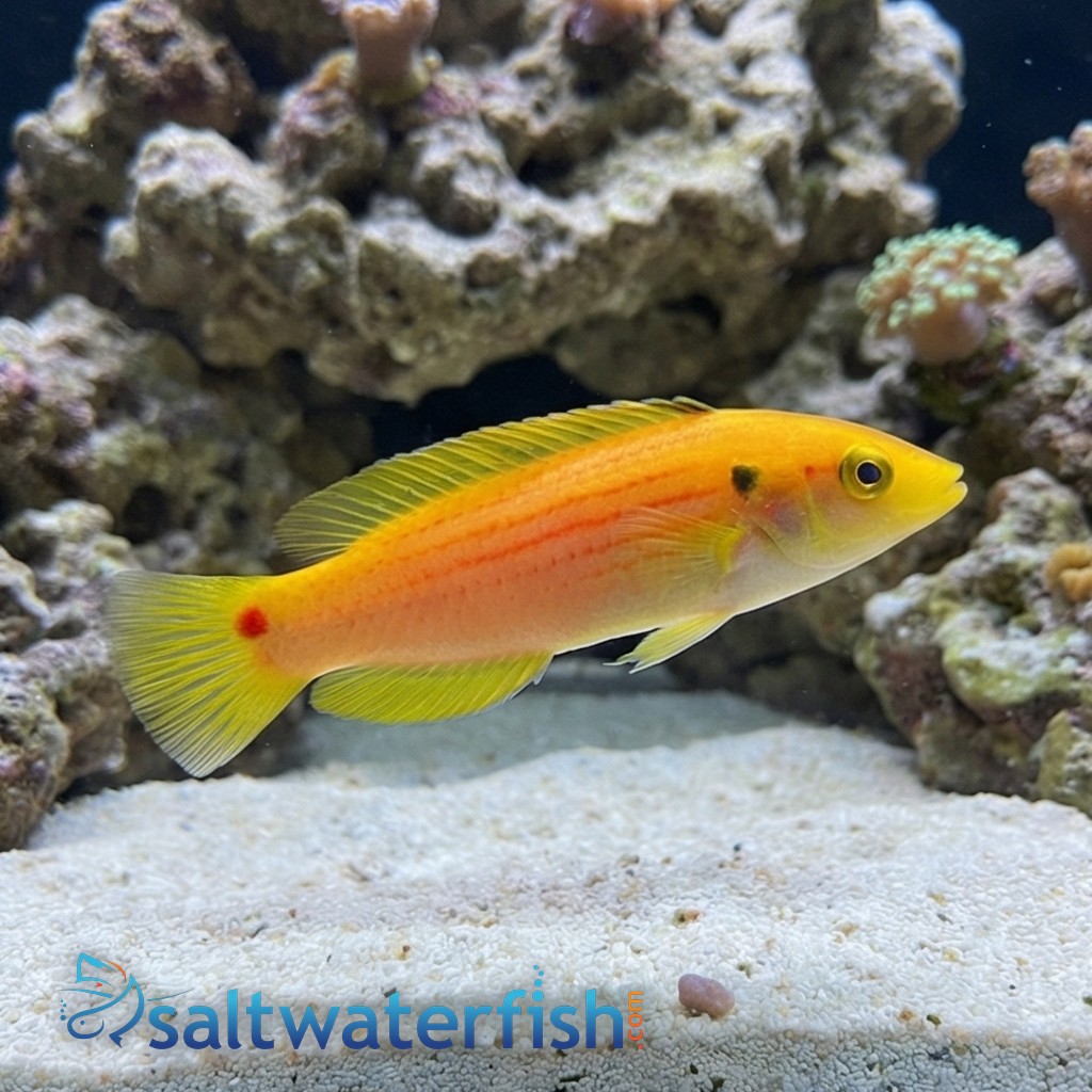 Twospot Candy Hogfish 