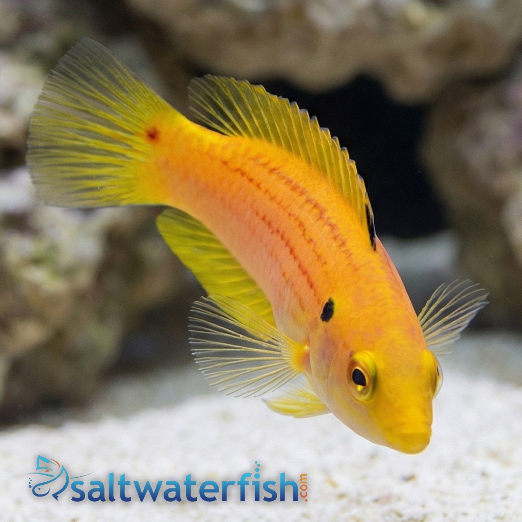 Twospot Candy Hogfish 