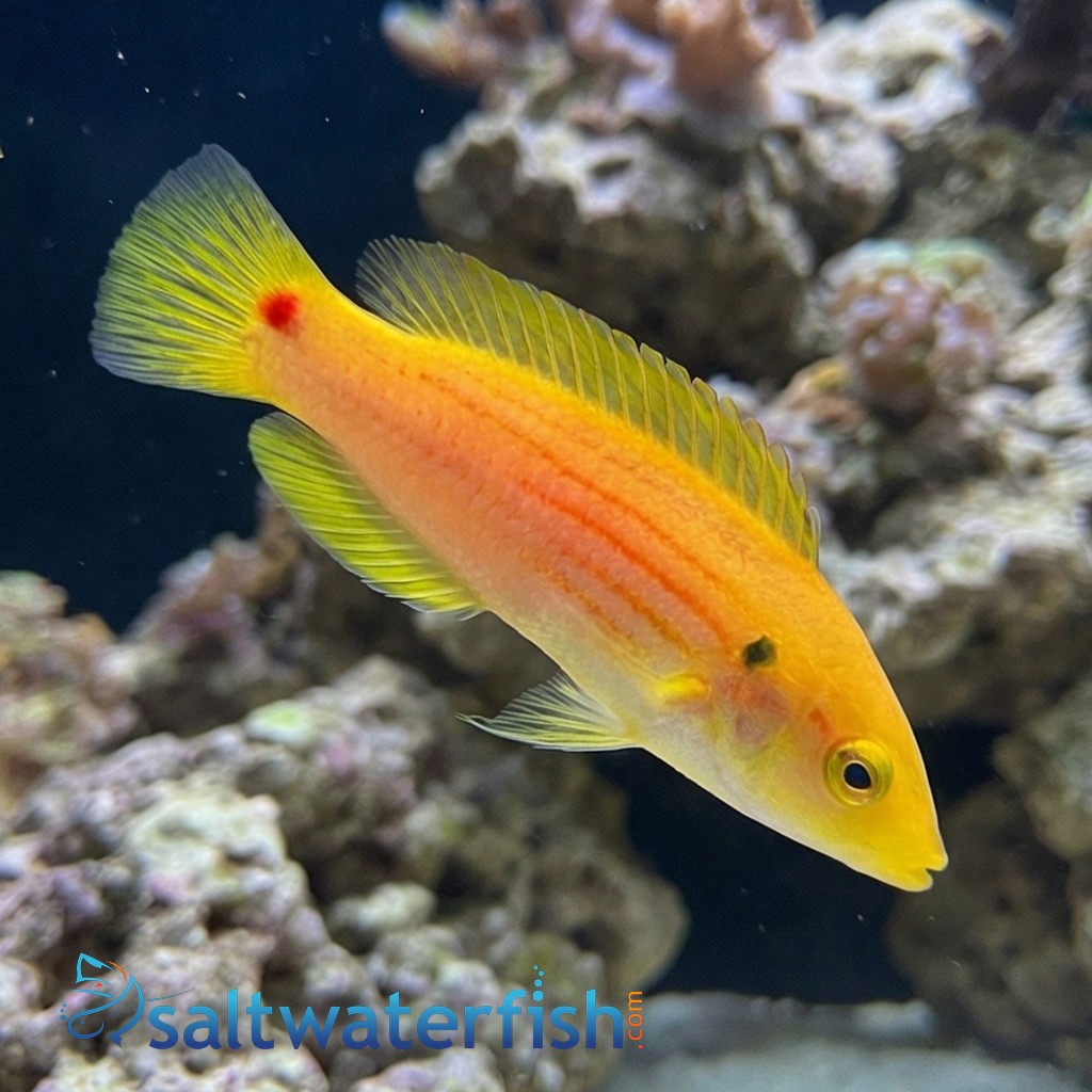 Twospot Candy Hogfish 