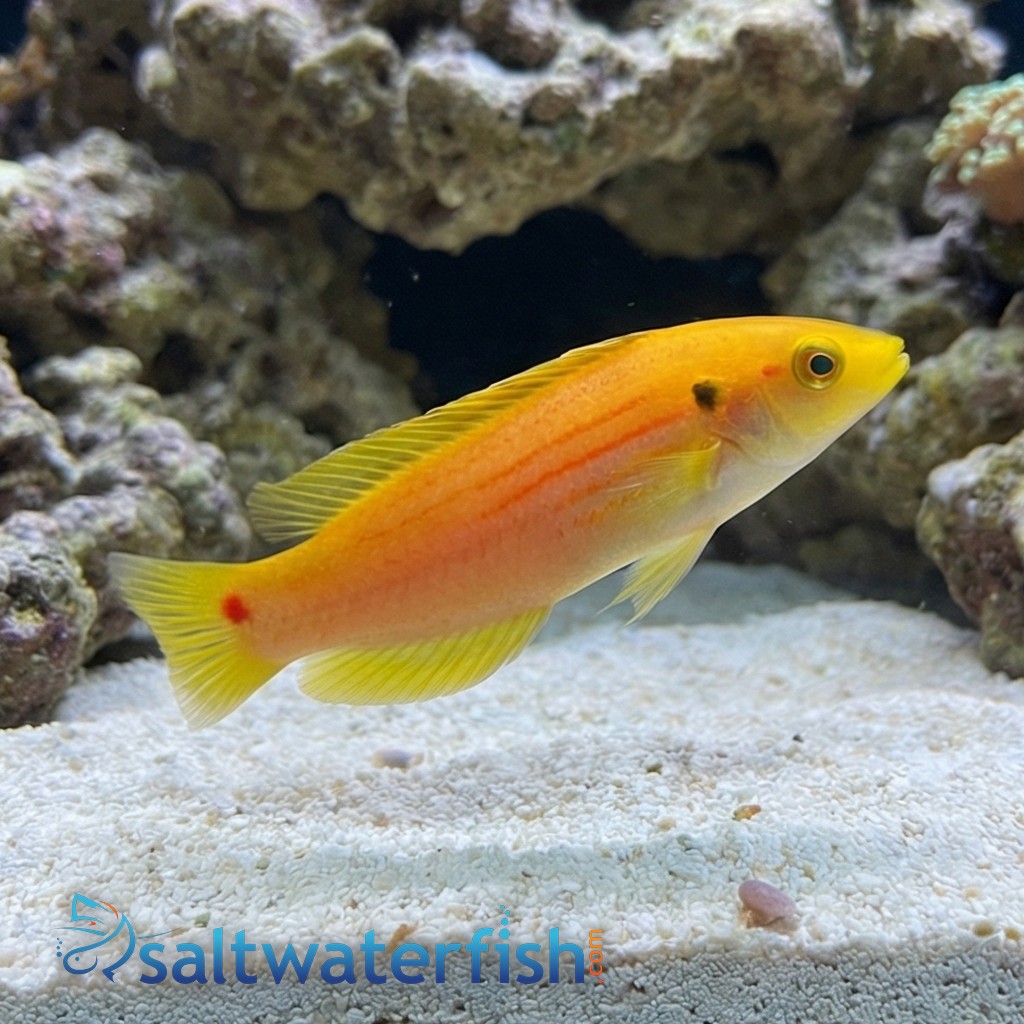 Twospot Candy Hogfish 