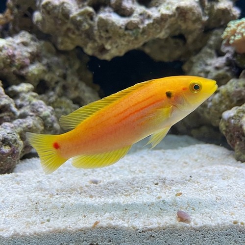 Twospot Candy Hogfish 