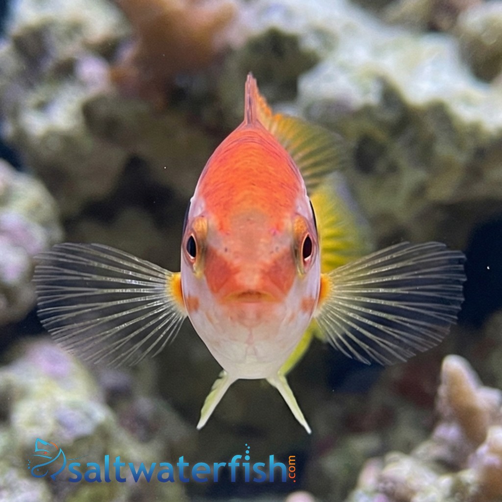 Striped Hogfish 