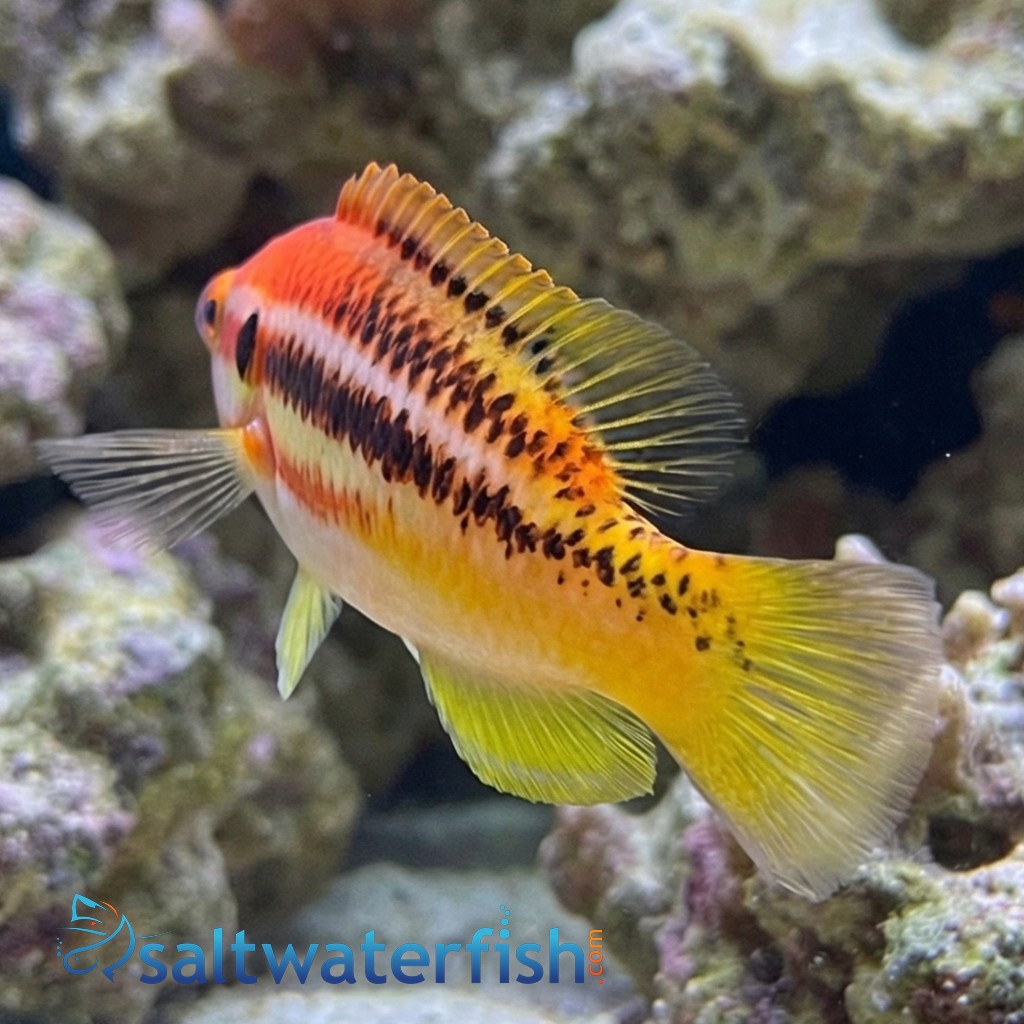 Striped Hogfish 
