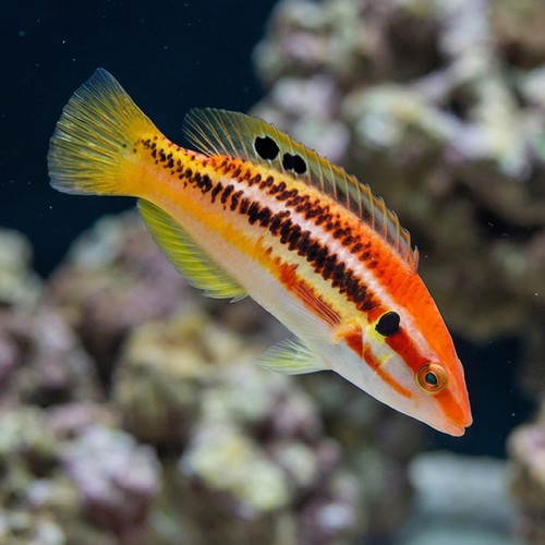 Striped Hogfish 