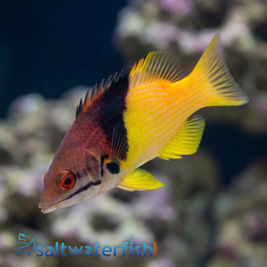 Eclipse Hogfish
