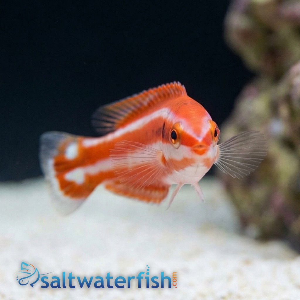 Blackspot Candycane Hogfish - Indian Ocean