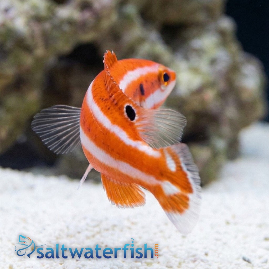 Blackspot Candycane Hogfish - Indian Ocean
