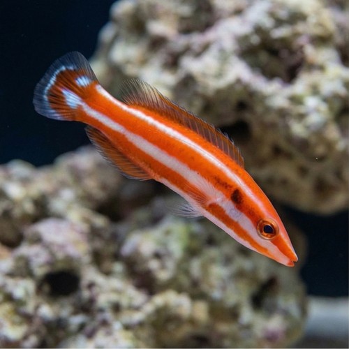 Blackspot Candycane Hogfish - Indian Ocean