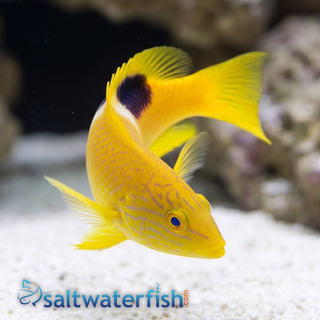 Golden Spot Hogfish