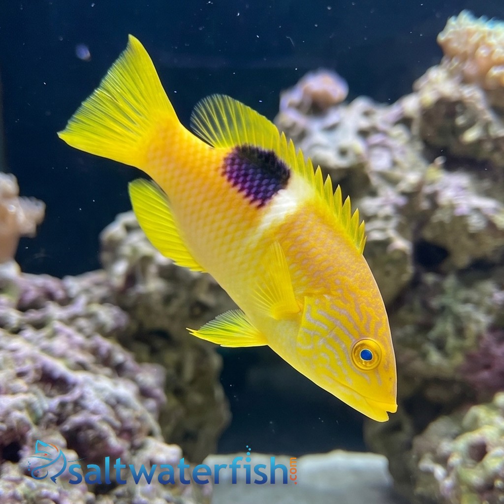Golden Spot Hogfish