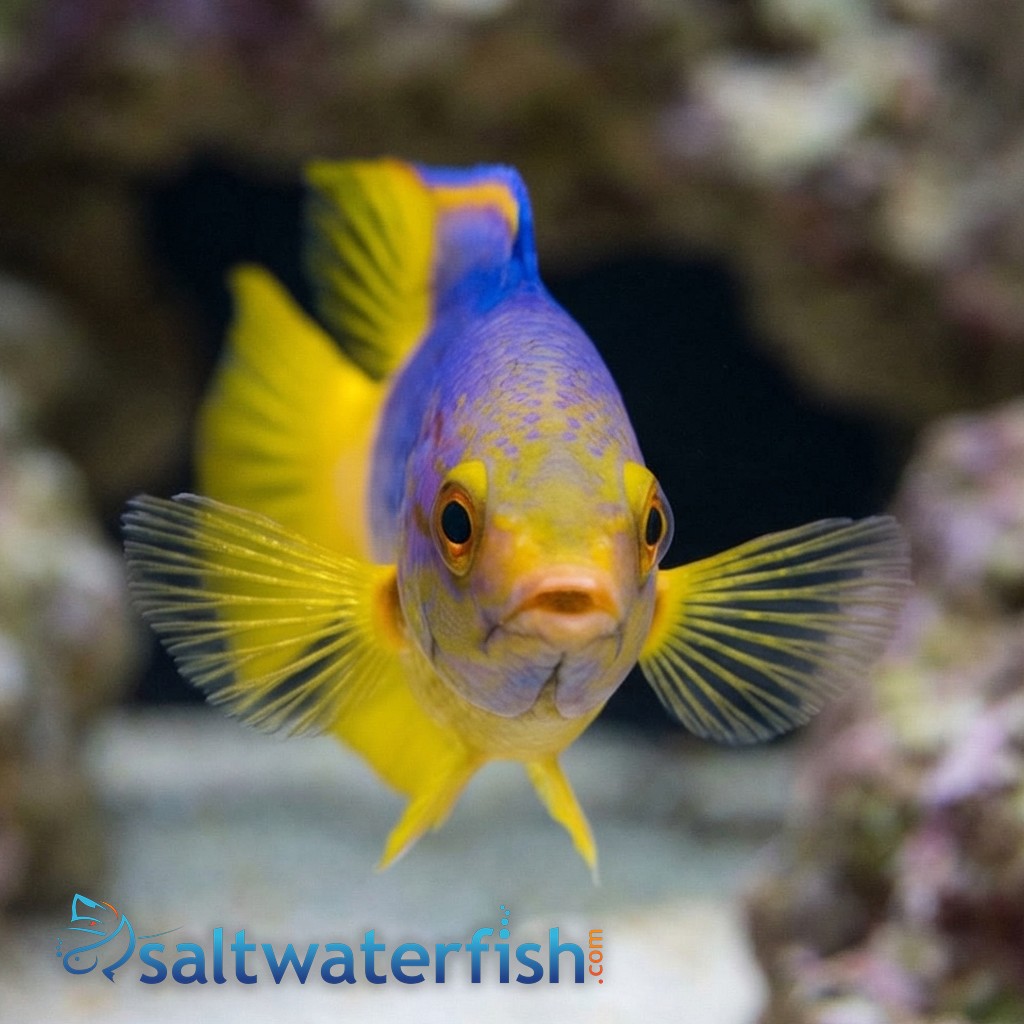 Spanish Hogfish