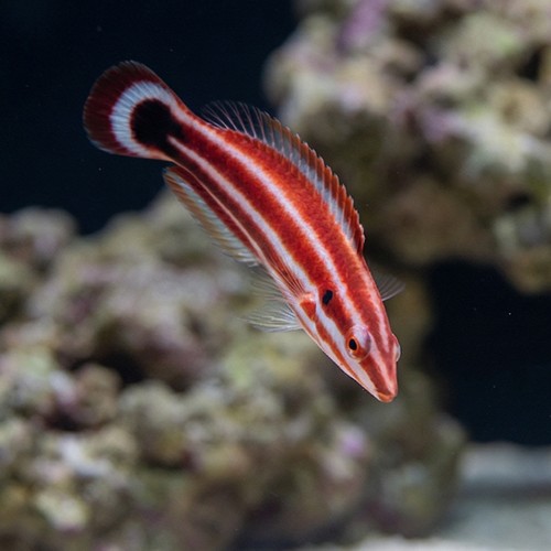 Crescent Tail Hogfish