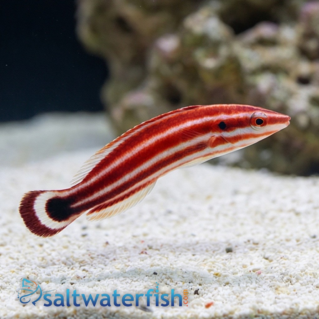 Crescent-Tail Hogfish