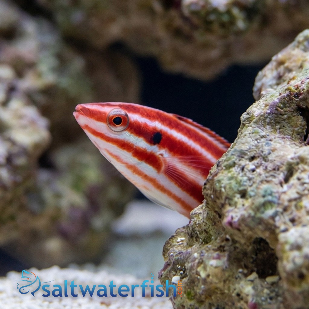 Crescent-Tail Hogfish